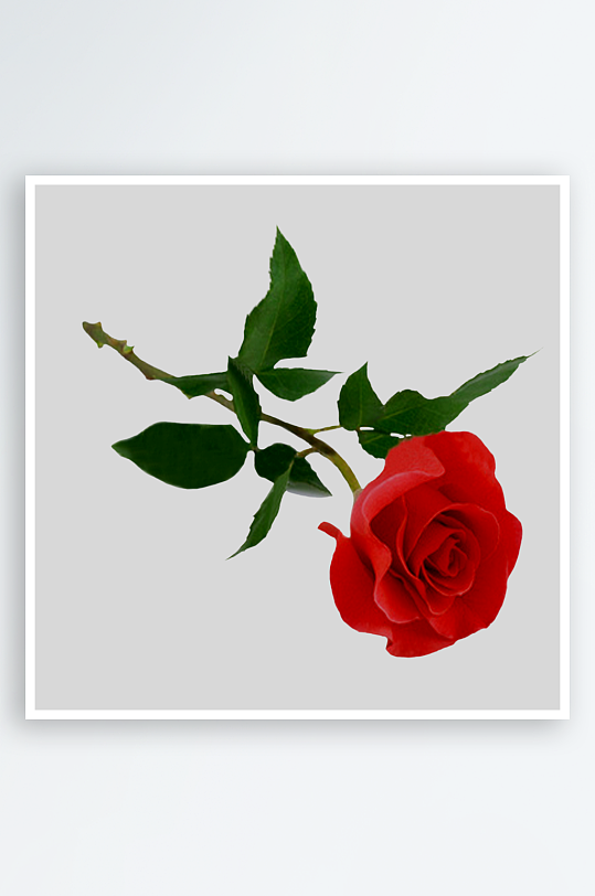 唯美玫瑰花卉免抠图-众图网