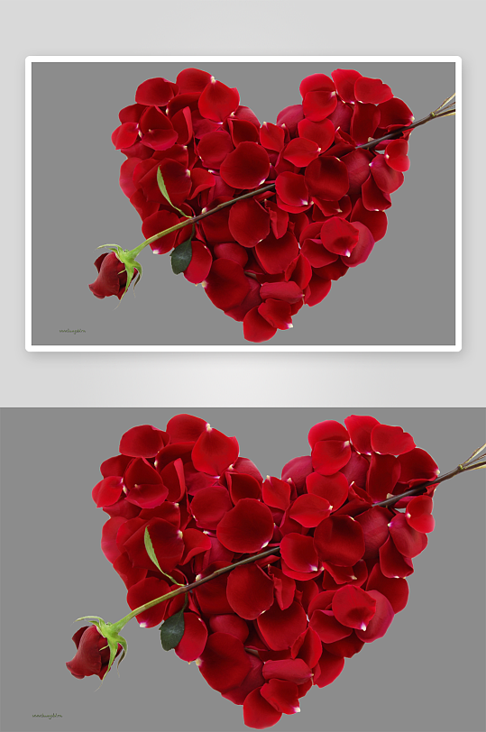 唯美玫瑰花卉免抠图-众图网