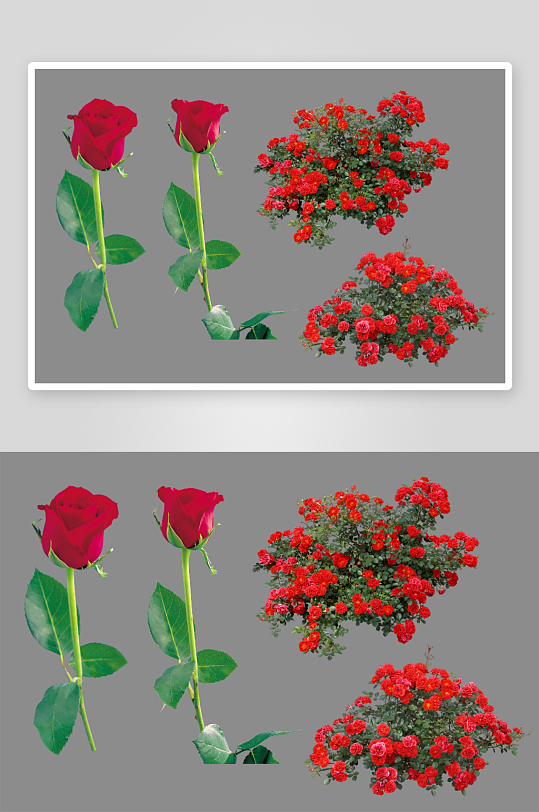 唯美玫瑰花卉免抠图-众图网