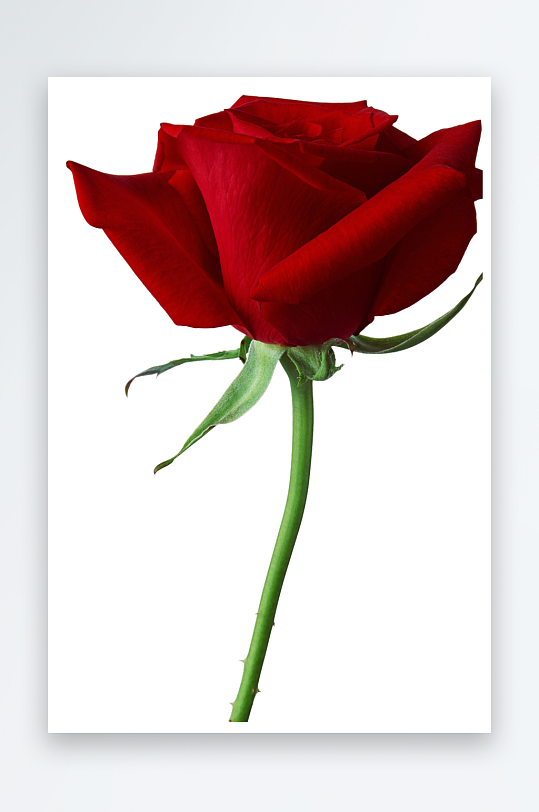 唯美玫瑰花卉免抠素材-众图网