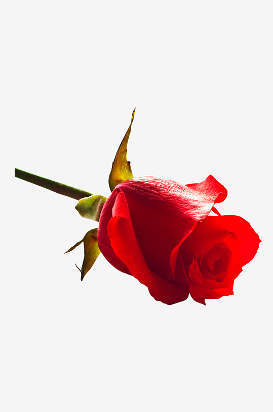 唯美玫瑰花卉免抠素材-众图网