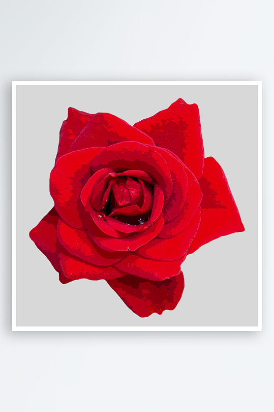 玫瑰花卉免抠素材-众图网