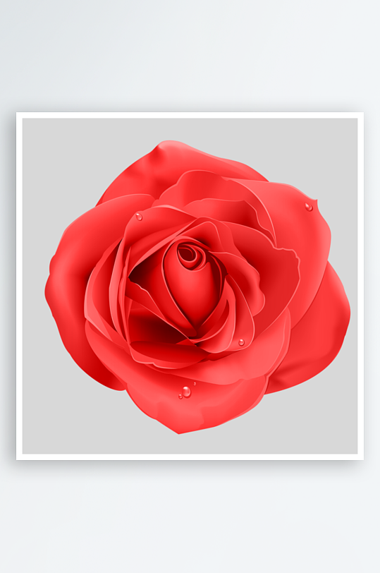 玫瑰花卉免抠素材-众图网