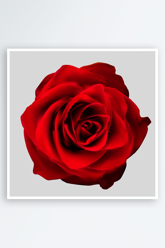 唯美玫瑰花卉免抠素材-众图网