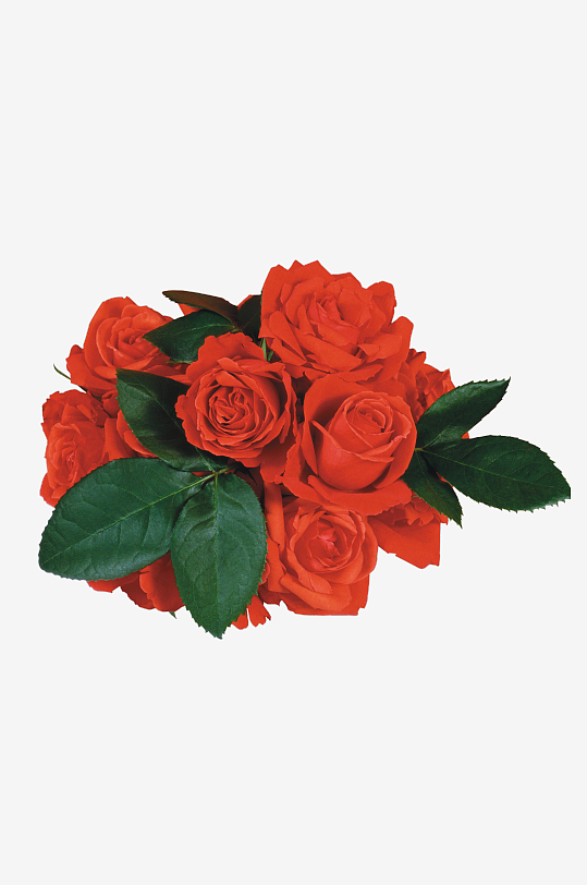 唯美玫瑰花卉免抠图-众图网