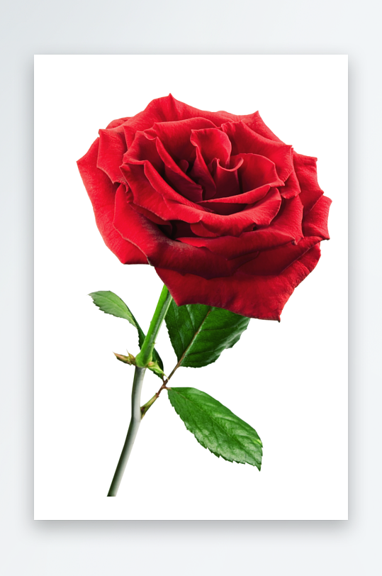 唯美玫瑰花卉免抠图-众图网
