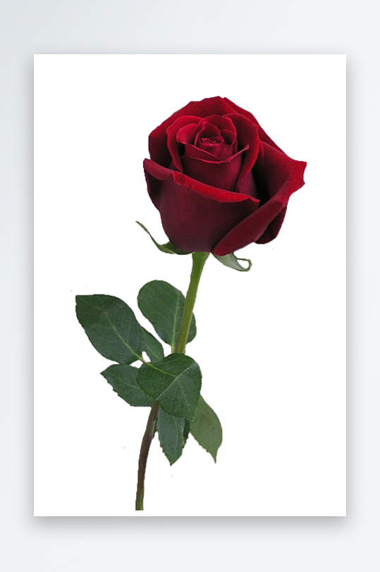 唯美玫瑰花卉免抠图-众图网