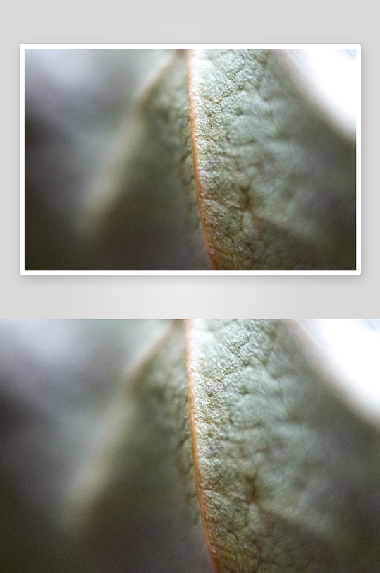 花卉植物特写图片素材-众图网