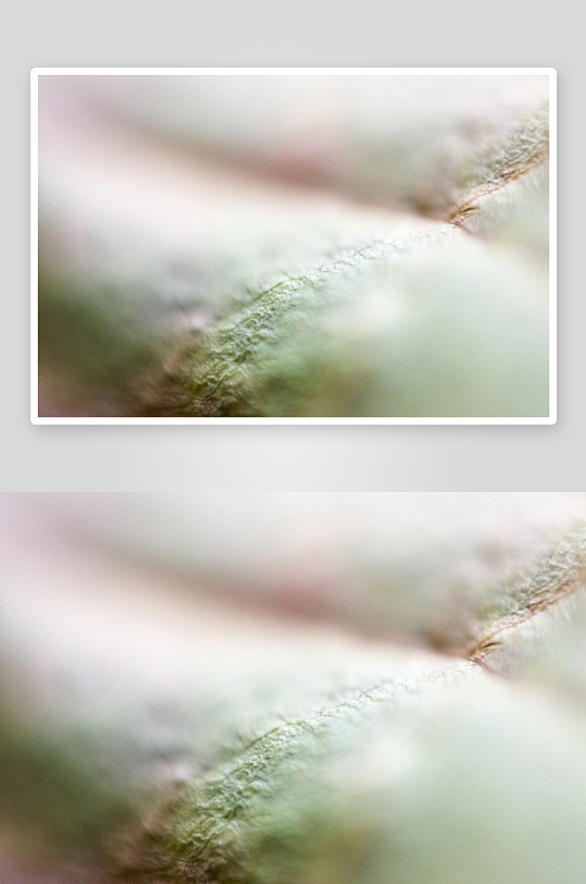 花卉植物特写图片素材-众图网