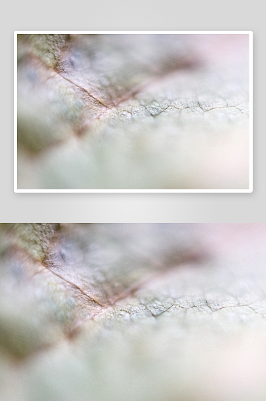 花卉植物特写图片素材-众图网