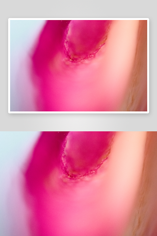 花卉植物特写图片素材-众图网