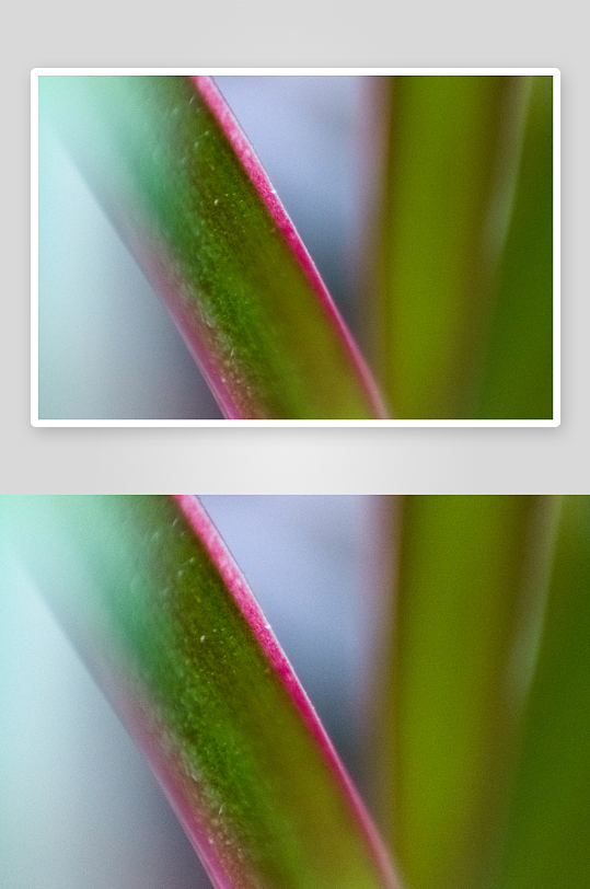 花卉植物特写图片素材-众图网