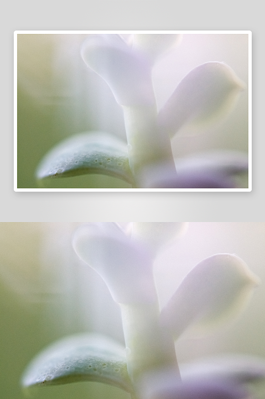 花卉植物特写图片素材-众图网