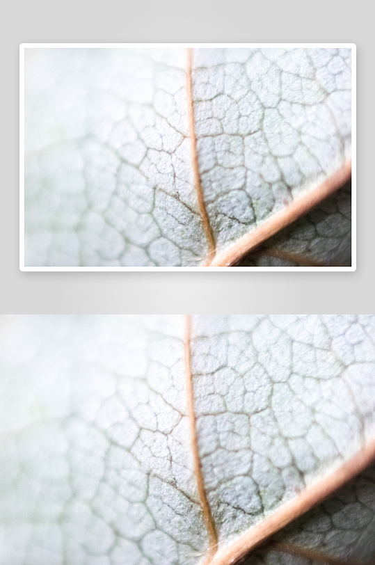 花卉植物特写图片素材-众图网