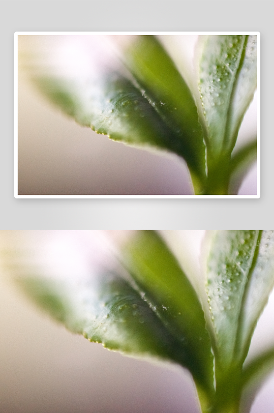 花卉植物特写图片素材-众图网