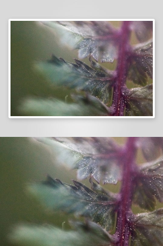 花卉植物特写图片素材-众图网