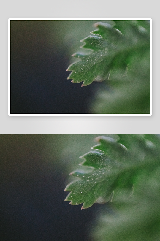 花卉植物特写图片素材-众图网