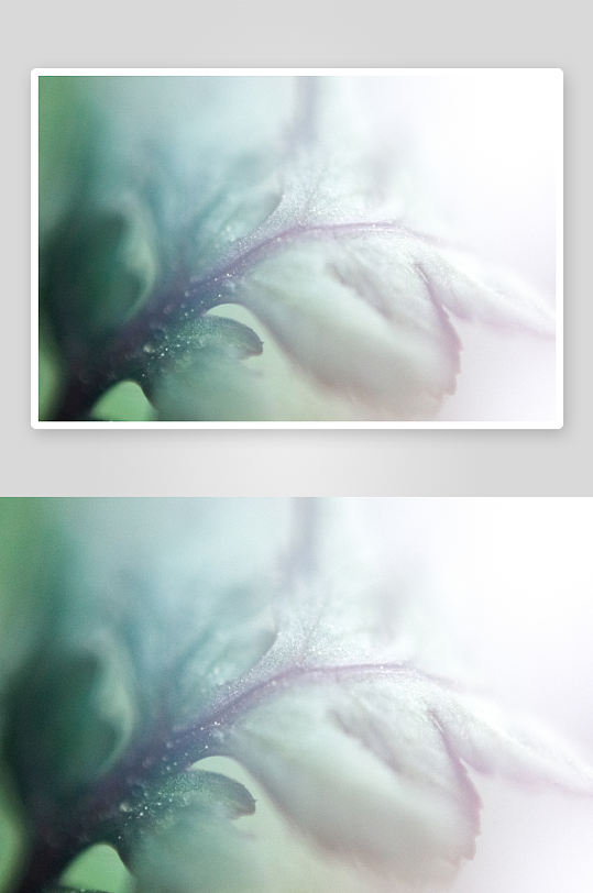 花卉植物特写图片素材-众图网