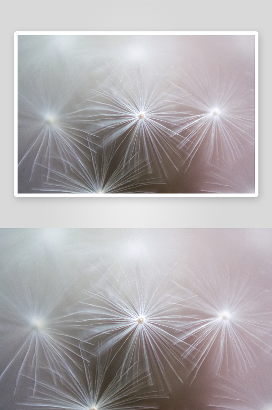 花卉植物特写图片素材-众图网