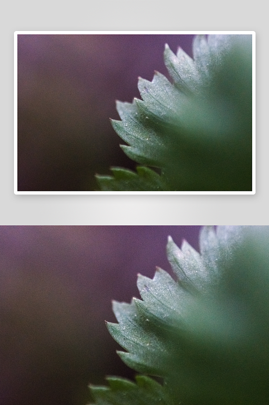 花卉植物特写图片素材-众图网