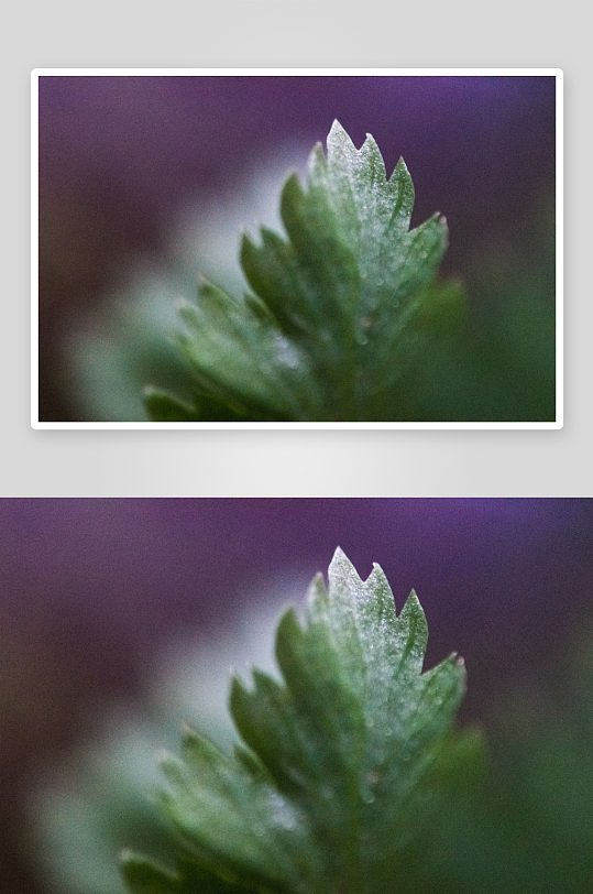 花卉植物特写图片素材-众图网