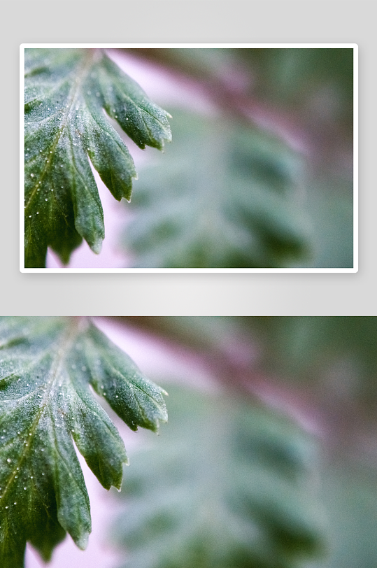 花卉植物特写图片素材-众图网
