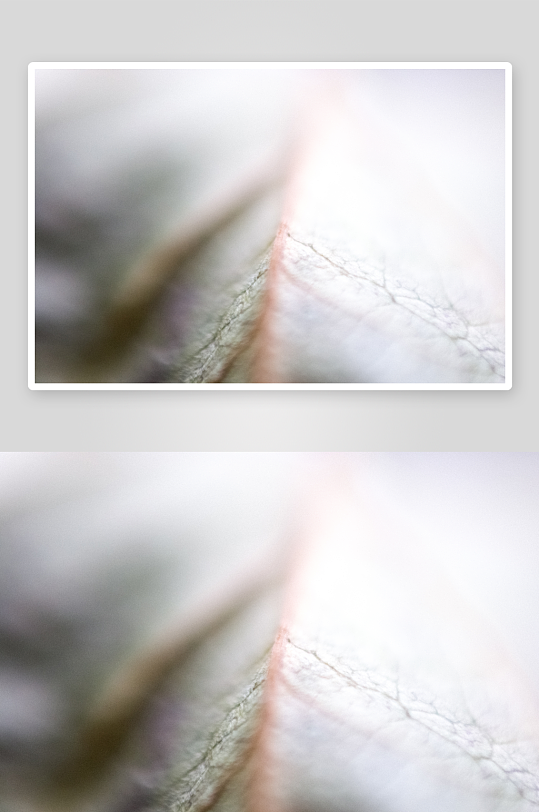 花卉植物特写图片素材-众图网