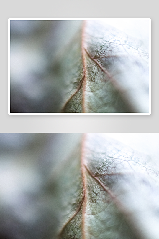 花卉植物特写图片素材-众图网