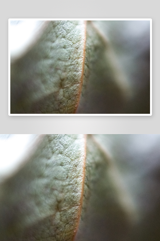 高清花卉植物特写图片素材-众图网