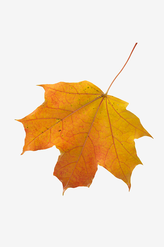 秋叶落叶树叶免抠图-众图网