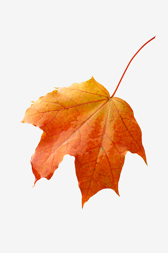 秋叶落叶树叶素材-众图网