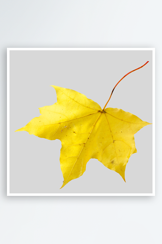 秋叶落叶树叶素材-众图网