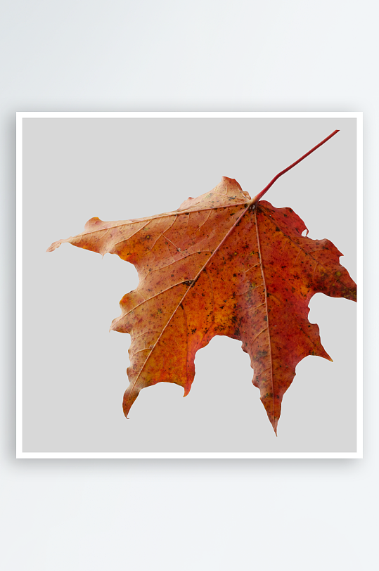 秋叶落叶树叶素材-众图网