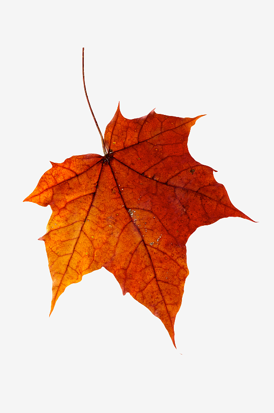 秋叶落叶树叶免抠素材-众图网