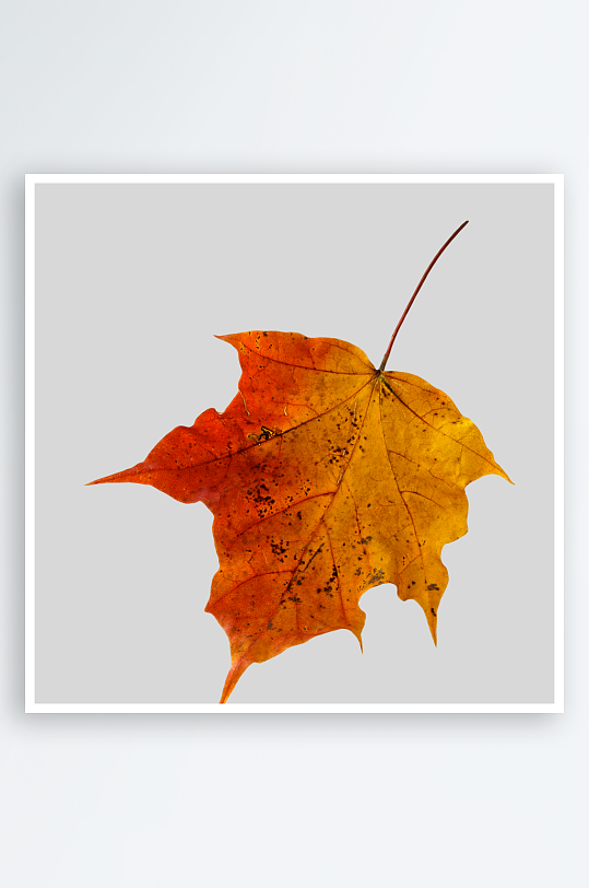 秋叶落叶树叶png素材-众图网