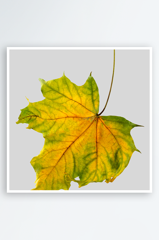 秋叶落叶树叶png图-众图网