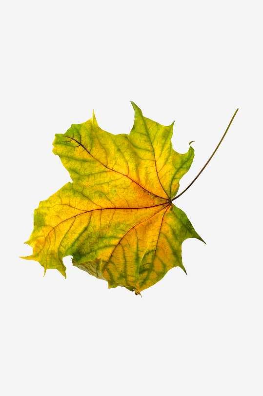 秋叶落叶树叶png图-众图网