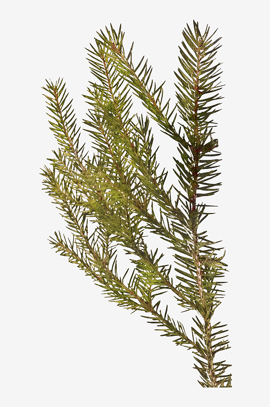 唯美水彩圣诞树叶树枝免抠图-众图网