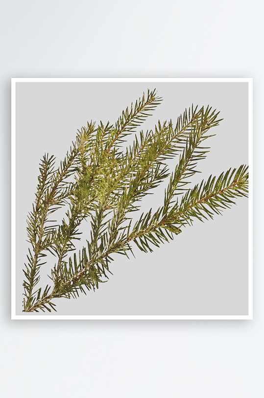 唯美水彩圣诞树叶树枝免抠图-众图网