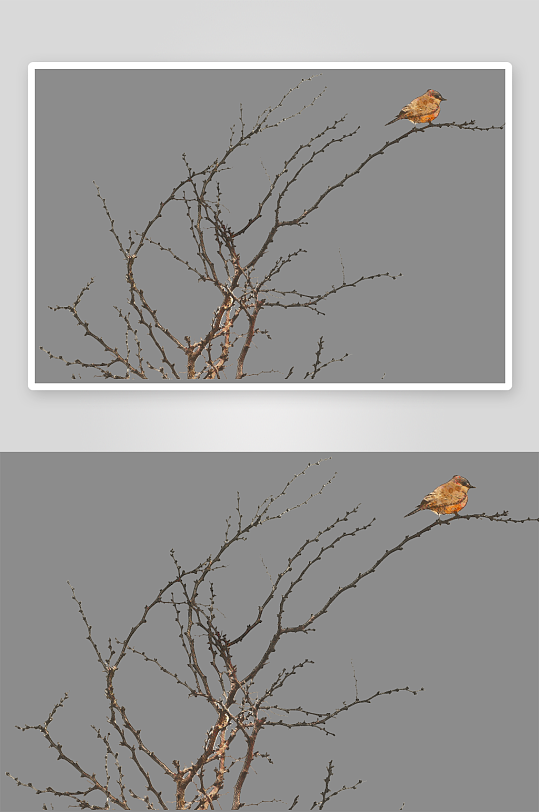 唯美水彩圣诞树叶树枝免抠图-众图网