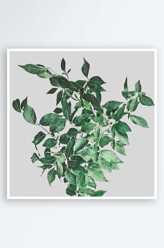 圣诞树枝免抠png素材-众图网