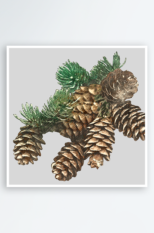 圣诞树枝免抠png素材-众图网