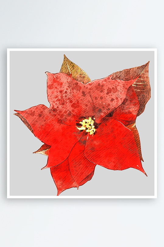 圣诞花卉免抠png素材-众图网