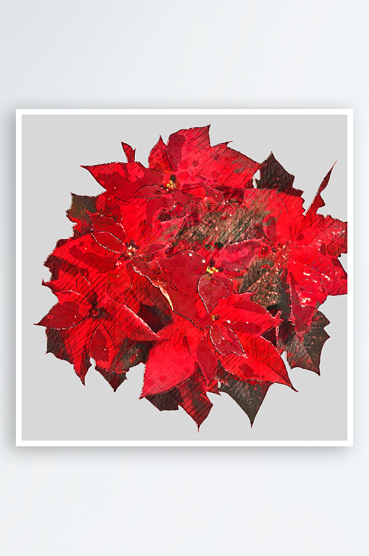 圣诞花卉免抠png素材-众图网