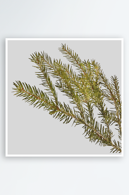 圣诞树枝免抠png素材-众图网