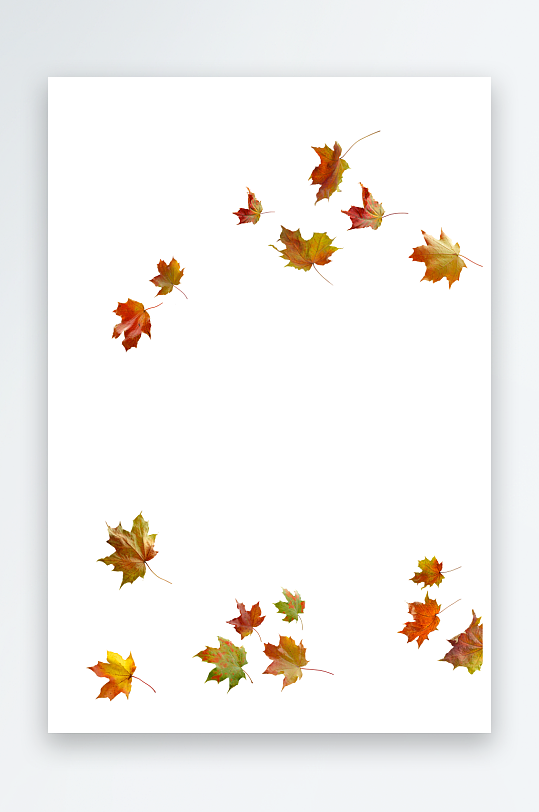 秋叶树叶落叶免抠素材-众图网