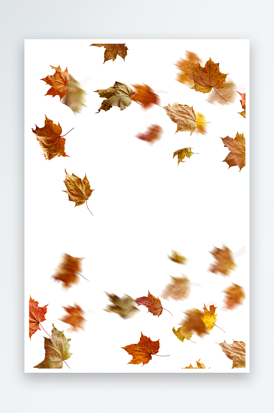 秋叶树叶落叶免抠素材-众图网