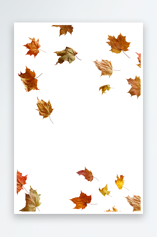 秋叶树叶落叶免抠素材-众图网