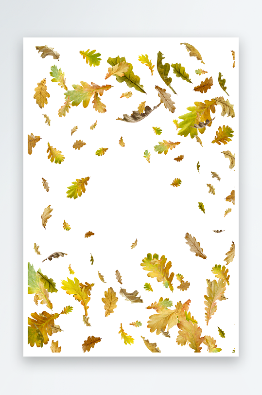 秋叶树叶落叶免抠素材-众图网