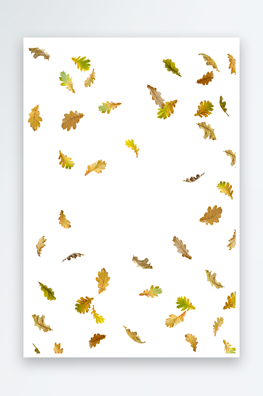 秋叶树叶落叶免抠素材-众图网